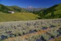 Wandern Piemonte - Genepi-Anbau